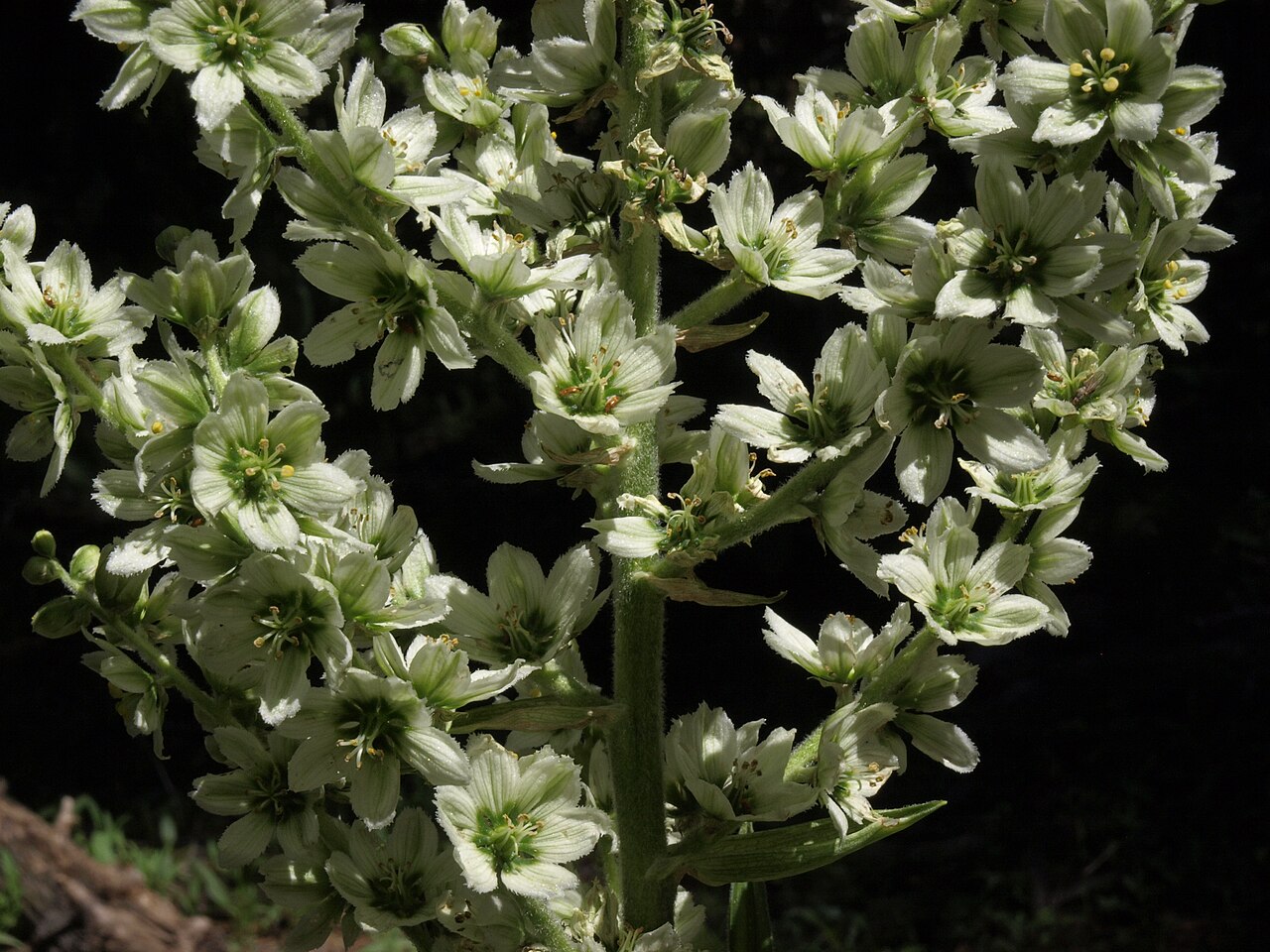 California false hellebore: cornlily, Veratrum californicum, Sierra Nevada, elevation 2305 m