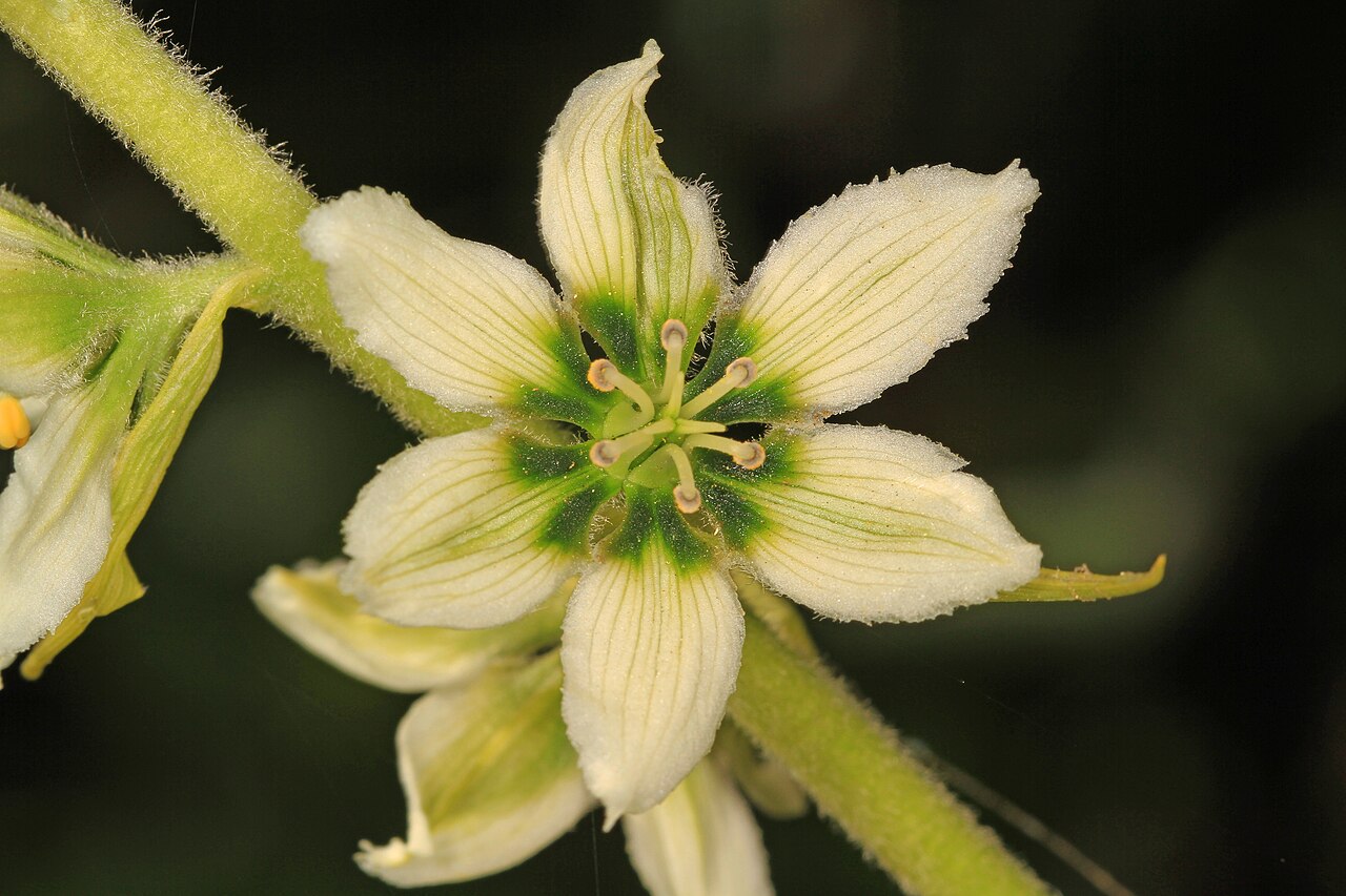 California false hellebore: Corn Lily - Veratrum californicum, Packer Lake, California.