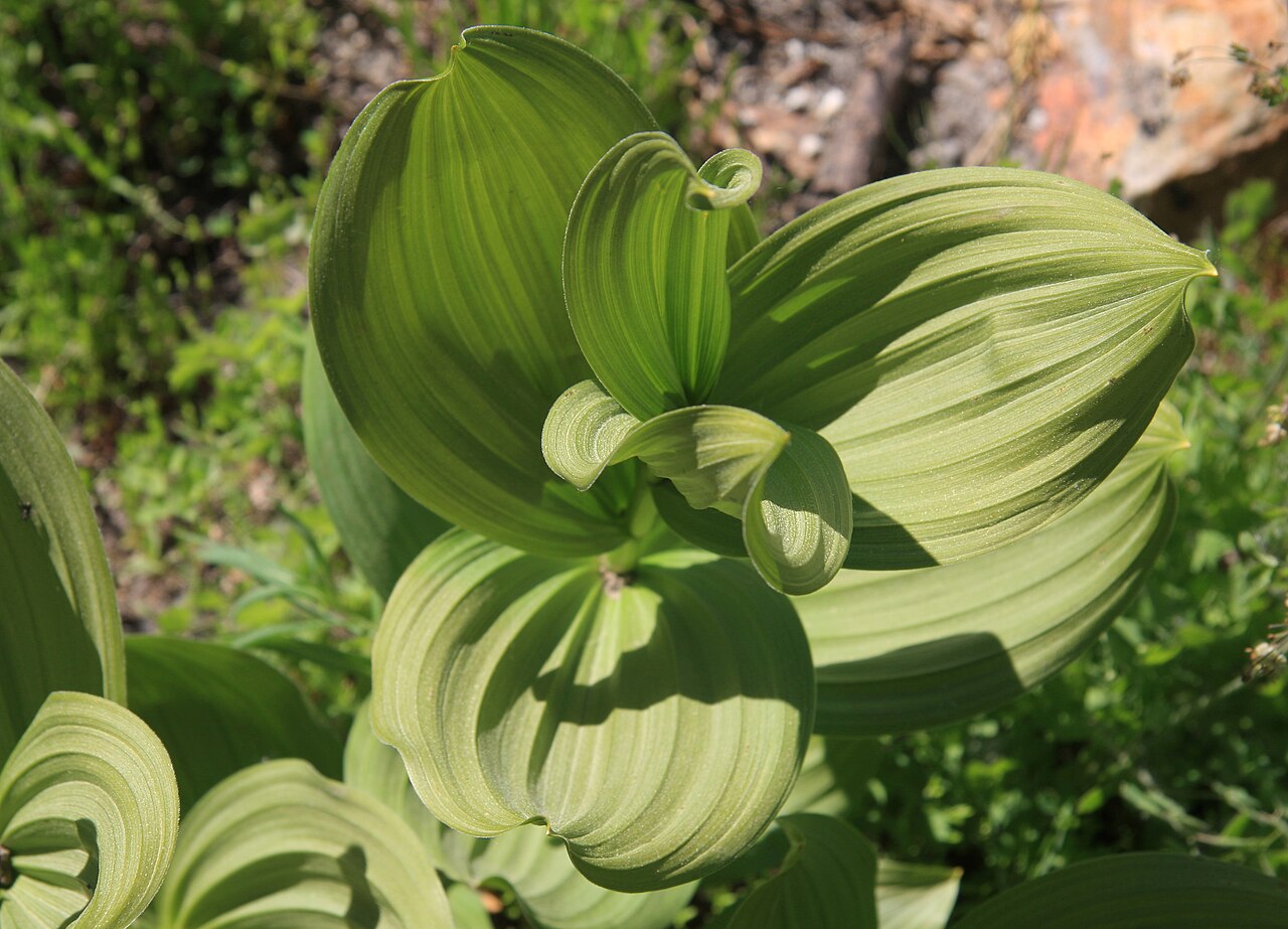 California false hellebore: Corn lily (Veratrum californicum), swirl of large young leaves. At about 9000ft along High Trail (part of Pacific Crest Trail) above Agnew Meadows, Ansel Adams