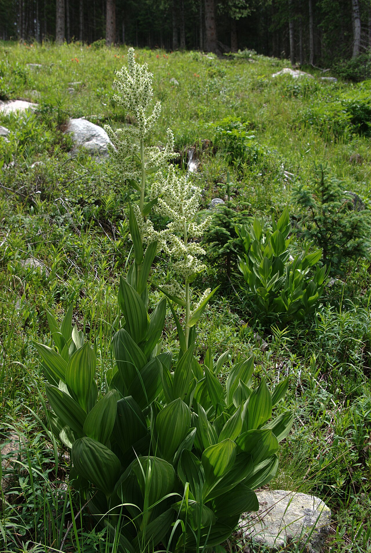 California false hellebore: Corn lily, Veratrum californicum , Santa Fe Ski Basin, near Santa Fe, New Mexico. A little unsharp mask.