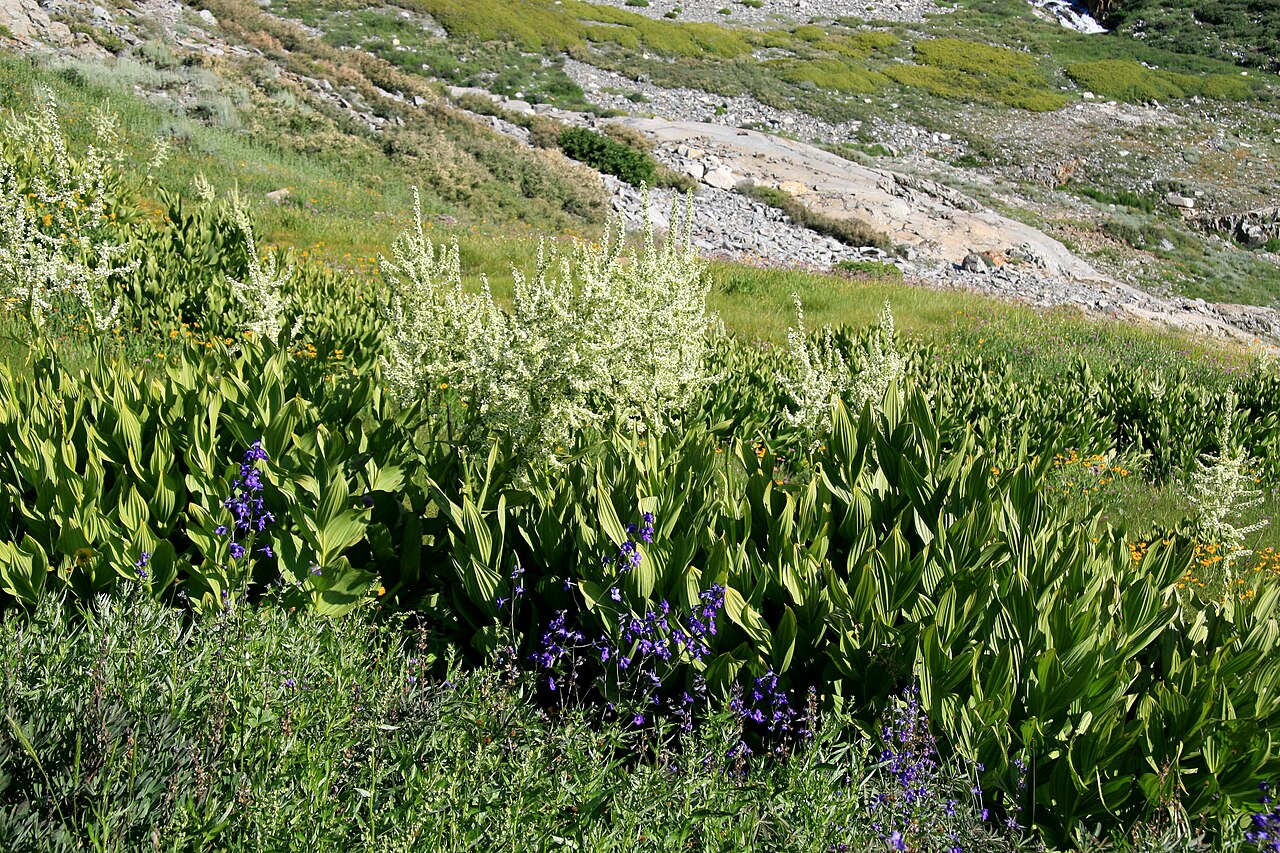 California false hellebore: Large patch of corn lilies or false hellebore ( Veratrum californicum ), with delphinium in front. On trail down from Black Rock Pass toward Mineral King, Sequo