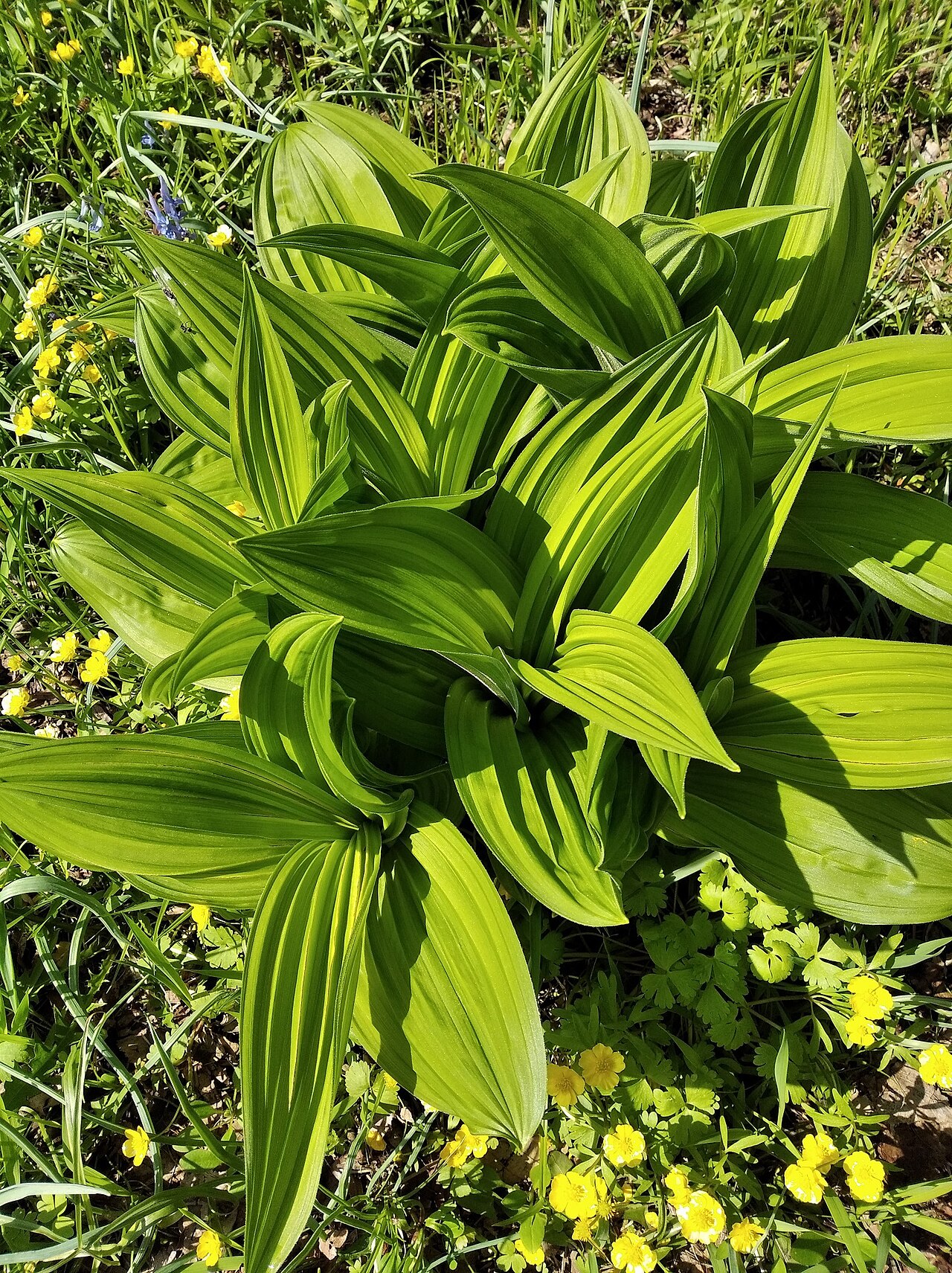 Veratrum dahuricum: Veratrum dahuricum