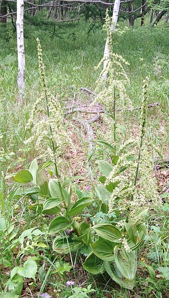 Veratrum dahuricum: Veratrum dahuricum