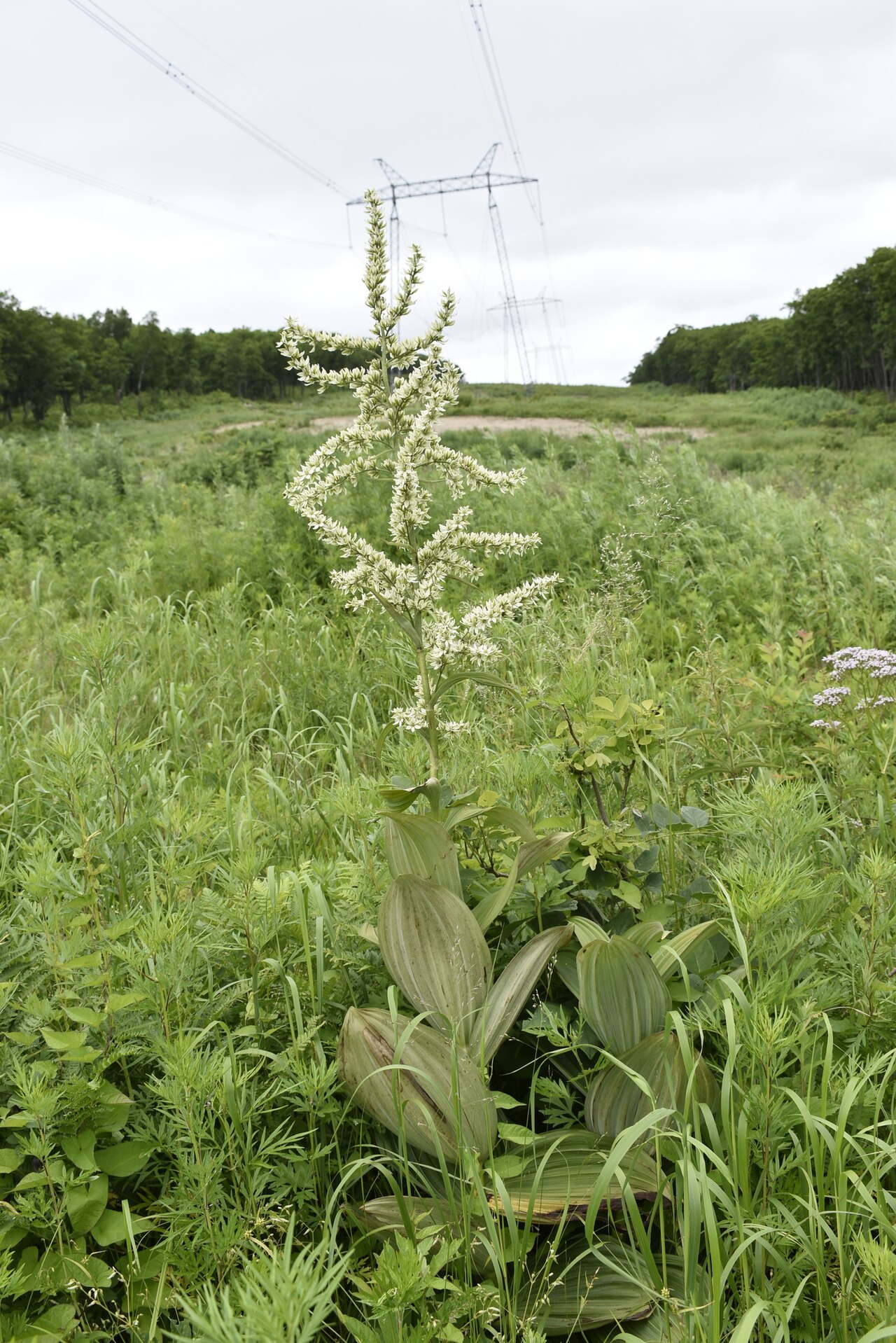 Veratrum dahuricum: Veratrum dahuricum