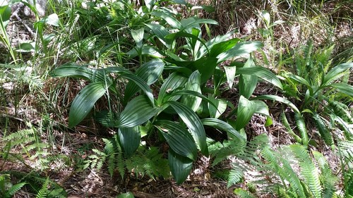 Fringed false hellebore (Veratrum fimbriatum)