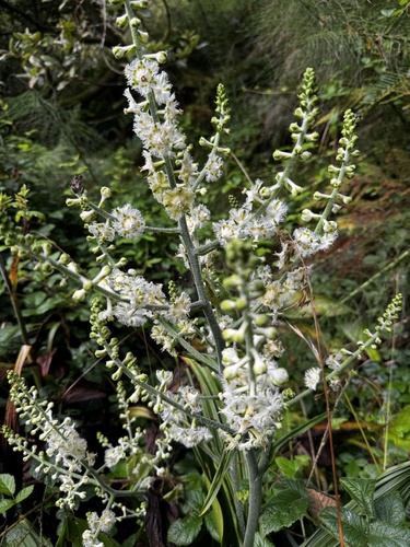 Fringed false hellebore (Veratrum fimbriatum)
