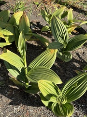 Fringed false hellebore (Veratrum fimbriatum)