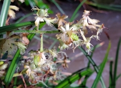 Fringed false hellebore (Veratrum fimbriatum)