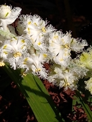 Fringed false hellebore (Veratrum fimbriatum)