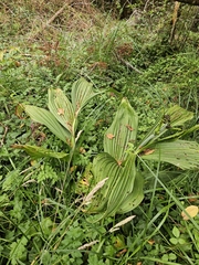 Fringed false hellebore (Veratrum fimbriatum)