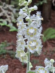 Fringed false hellebore (Veratrum fimbriatum)