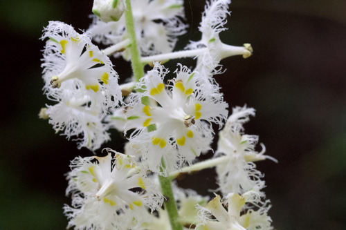 Fringed false hellebore (Veratrum fimbriatum)