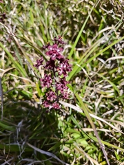 Veratrum formosanum (Veratrum formosanum)