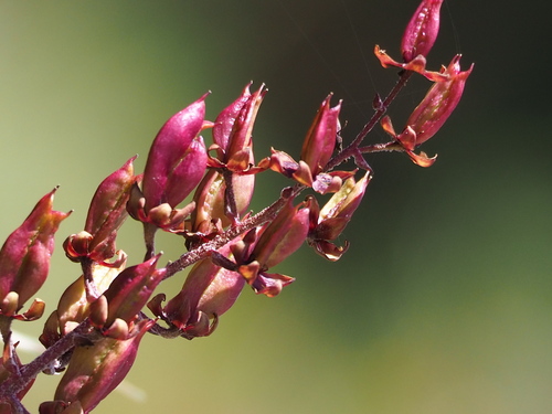 Veratrum formosanum (Veratrum formosanum)