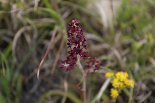 Veratrum formosanum (Veratrum formosanum)