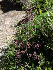 Veratrum formosanum (Veratrum formosanum)