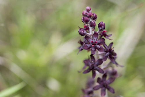 Veratrum formosanum (Veratrum formosanum)