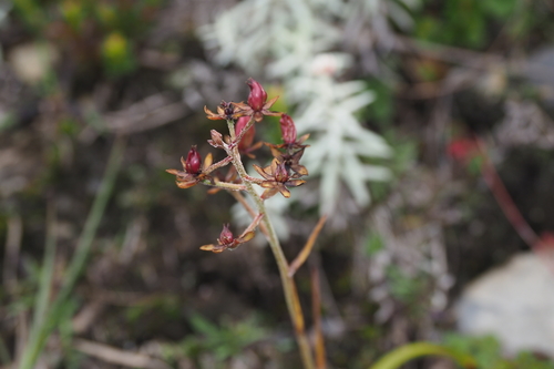 Veratrum formosanum (Veratrum formosanum)