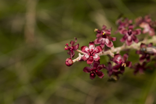 Veratrum formosanum (Veratrum formosanum)