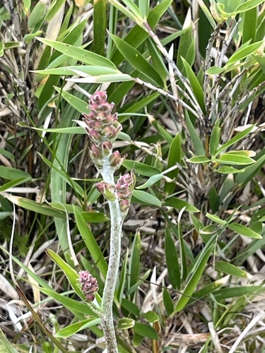 Veratrum formosanum (Veratrum formosanum)
