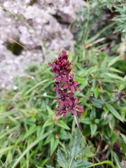 Veratrum formosanum (Veratrum formosanum)