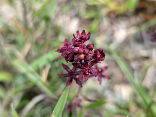 Veratrum formosanum (Veratrum formosanum)