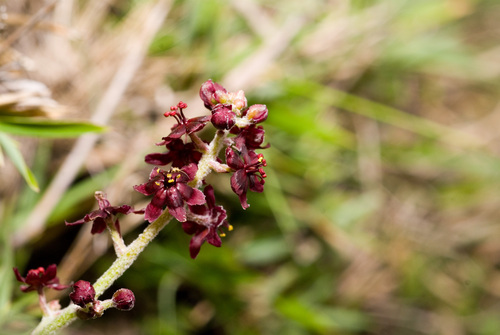 Veratrum formosanum (Veratrum formosanum)