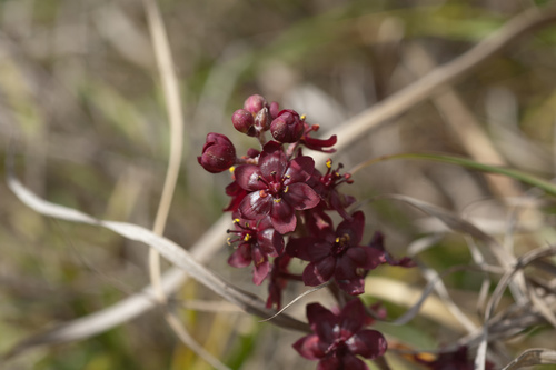 Veratrum formosanum (Veratrum formosanum)