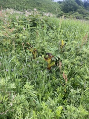 Veratrum grandiflorum (Veratrum grandiflorum)