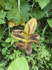 Veratrum grandiflorum (Veratrum grandiflorum)