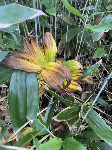 Veratrum grandiflorum (Veratrum grandiflorum)