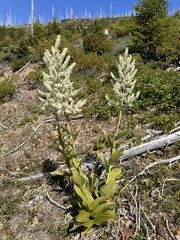 Siskiyou false hellebore (Veratrum insolitum)