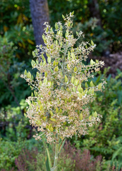 Siskiyou false hellebore (Veratrum insolitum)