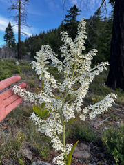Siskiyou false hellebore (Veratrum insolitum)