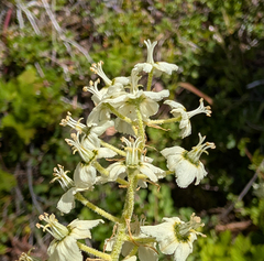 Siskiyou false hellebore (Veratrum insolitum)