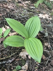 Siskiyou false hellebore (Veratrum insolitum)