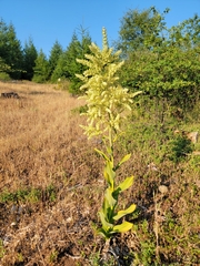 Siskiyou false hellebore (Veratrum insolitum)