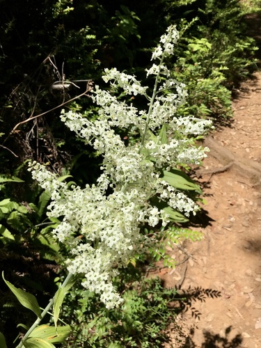 Siskiyou false hellebore (Veratrum insolitum)