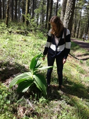 Siskiyou false hellebore (Veratrum insolitum)