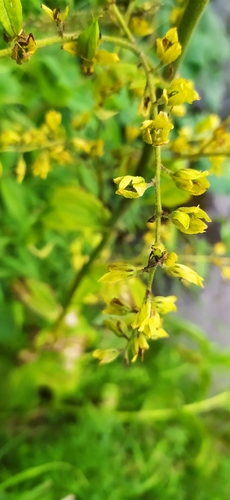 Veratrum lobelianum (Veratrum lobelianum)