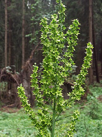 Veratrum lobelianum: Veratrum lobelianum - inflorescence