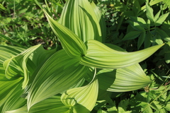 Veratrum lobelianum (Veratrum lobelianum)