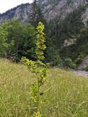 Veratrum lobelianum (Veratrum lobelianum)