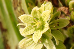 Veratrum lobelianum (Veratrum lobelianum)
