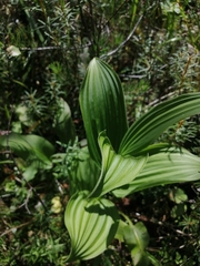 Veratrum lobelianum (Veratrum lobelianum)