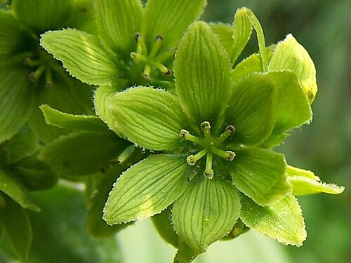 Veratrum lobelianum: Veratrum lobelianum
