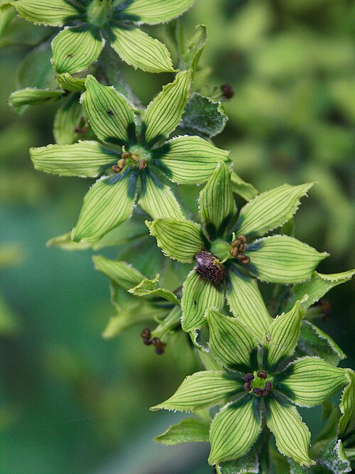 Veratrum lobelianum: Veratrum lobelianum - flower detail