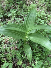 Veratrum lobelianum (Veratrum lobelianum)