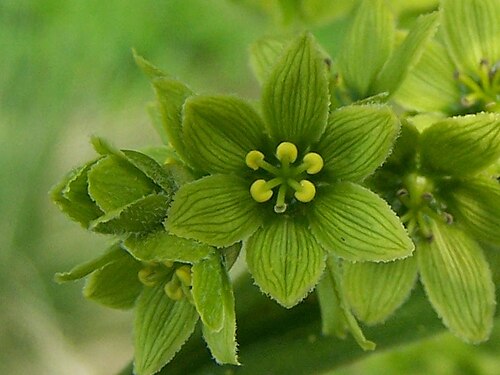 Veratrum lobelianum: Veratrum lobelianum