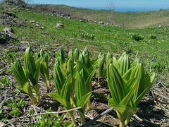 Veratrum lobelianum (Veratrum lobelianum)